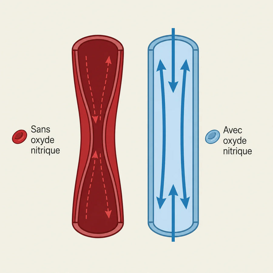 Nitric oxide blood vessel comparison graphic