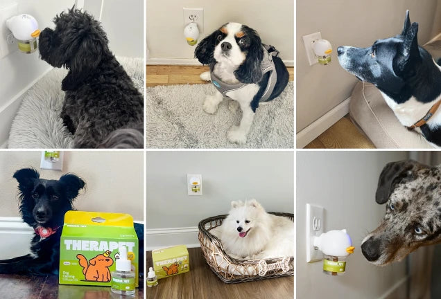 Why Vets Recommend TheraPetMD for Stressed Dogs